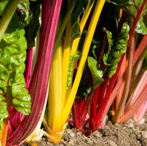 Swiss Chard Bright Lights