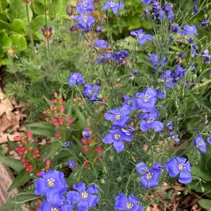 Linum perenne nanum 'Saphyr' Linum perenne nanum 'Saphyr'