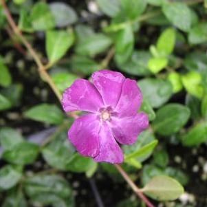 Vinca minor atropurpurea Vinca minor atropurpurea
