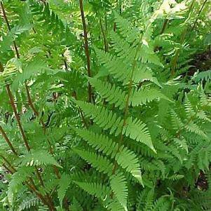 Athyrium f. femina Athyrium f. femina