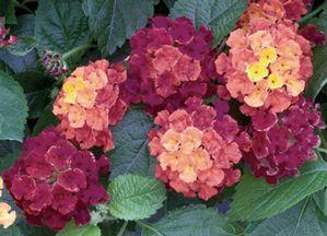 Lantana 'Bandana® Cherry' Lantana 'Bandana® Cherry'