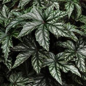 Begonia 'Gryphon' Begonia 'Gryphon'
