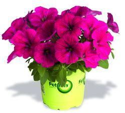 Petunia 'Potunia® Plus Neon' Petunia 'Potunia® Plus Neon'