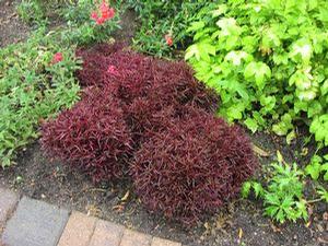 Alternanthera 'Burgundy Threadleaf' Alternanthera 'Burgundy Threadleaf'