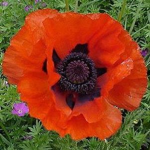 Papaver orientale Allegro