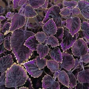 Coleus 'Stained Glassworks™ Trailing Plum' Coleus 'Stained Glassworks™ Trailing Plum'