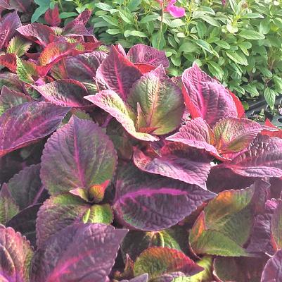 Perilla 'Purple Magilla' Perilla 'Purple Magilla'