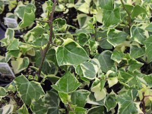 Senecio mikaniodes variegata 'German Ivy'