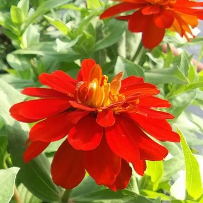 Zinnia marylandica 'Zahara Double Fire'