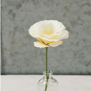 Lisianthus 'Mariachi Yellow' Lisianthus 'Mariachi Yellow'