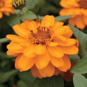 Zinnia 'Profusion Double Gold' Zinnia 'Profusion Double Gold'