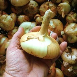 Onion Borettana Cipollini