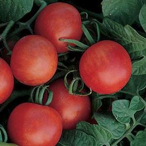 Tomato 'Gardener's Delight Cherry'
