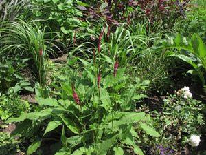 Persicaria amplexicaulis Firetail