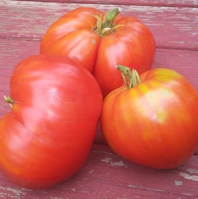 Tomato 'Italian Heirloom'