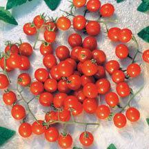 Tomato 'Mexico Cherry'
