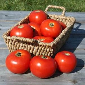 Tomato 'Mountain Fresh Plus' Tomato 'Mountain Fresh Plus'