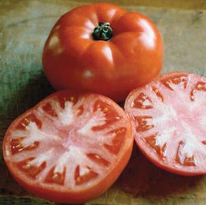 Tomato 'Valley Girl sub Sunrise' Tomato 'Valley Girl sub Sunrise'