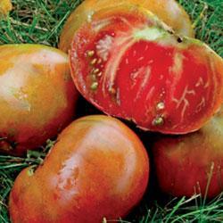 Tomato 'Paul Robeson' Tomato 'Paul Robeson'