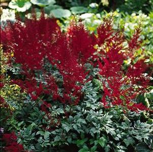Astilbe arendsii 'Glow' Astilbe arendsii 'Glow'