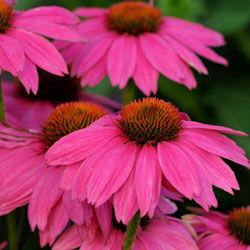 Echinacea 'Pow Wow Wild Berry' Echinacea 'Pow Wow Wild Berry'