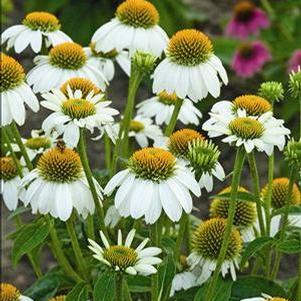 Echinacea 'Pow Wow White' Echinacea 'Pow Wow White'