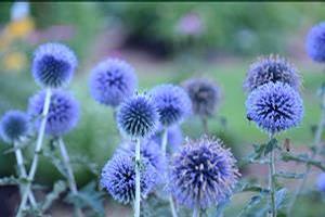 Echinops bannaticus Blue Glow