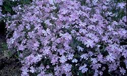 Phlox subulata Emerald Blue