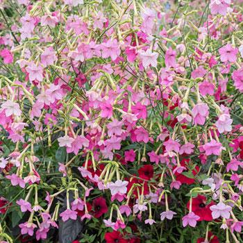 Nicotiana 'Whisper Deep Mix sub Perfume Bright Rose' Nicotiana 'Whisper Deep Mix sub Perfume Bright Rose'