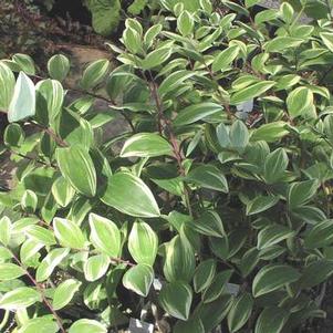 Polygonatum japonica variegatum