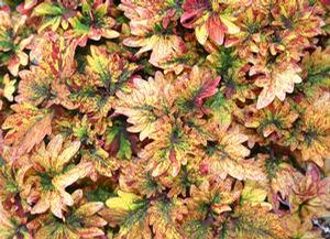 Coleus 'Smallwoods Driveway' Coleus 'Smallwoods Driveway'