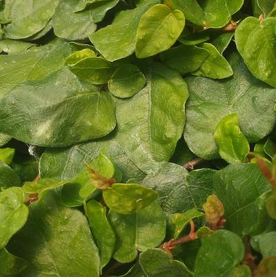 Ficus pumila Creeping Fig