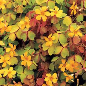 Oxalis vulcanicola 'Sunset Velvet' Oxalis vulcanicola 'Sunset Velvet'