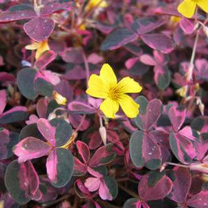 Oxalis vulcanicola Plum Crazy