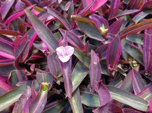 Setcreasea 'Variegated' Setcreasea 'Variegated'