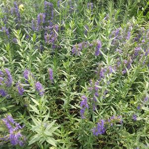 Hyssop officinalis Hyssop officinalis