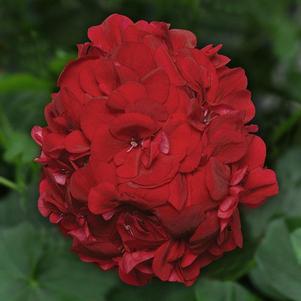 Geranium 'Precision Red' Geranium 'Precision Red'
