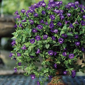 Torenia 'Summer Wave® Large Violet' Torenia 'Summer Wave® Large Violet'