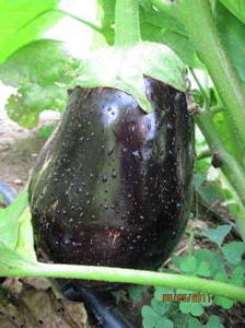 Eggplant 'Galine'