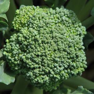 Broccoli 'Gypsy' Broccoli 'Gypsy'