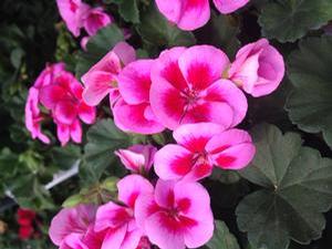 Geranium 'Sarita Lilac Splash' Geranium 'Sarita Lilac Splash'