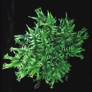Athyrium niponicum var. pictum 'Applecourt' Athyrium niponicum var. pictum 'Applecourt'
