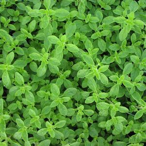 Marjoram Sweet