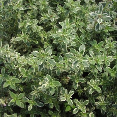 Thyme 'Foxley'
