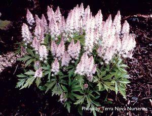 Tiarella x 'Pink Skyrocket' Tiarella x 'Pink Skyrocket'