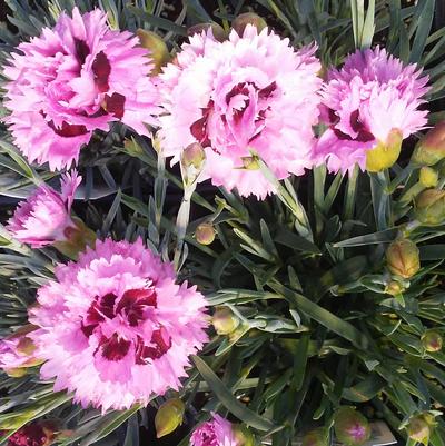 Dianthus 'Early Bird® Fizzy' Dianthus 'Early Bird® Fizzy'