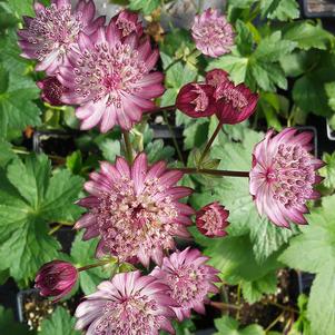 Astrantia major 'Star of Fire' Astrantia major 'Star of Fire'