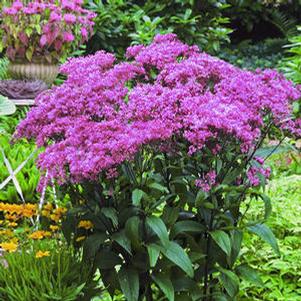 Eupatorium dubium 'Little Joe' Eupatorium dubium 'Little Joe'