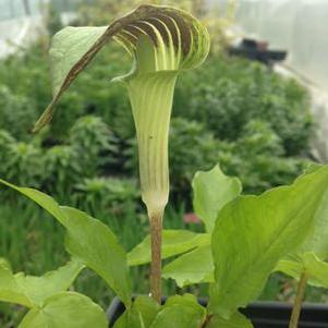 Arisaema triphyllum Arisaema triphyllum