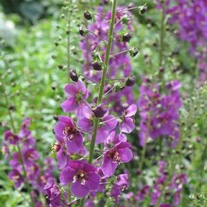Verbascum phoenicum 'Temptress Purple' Verbascum phoenicum 'Temptress Purple'